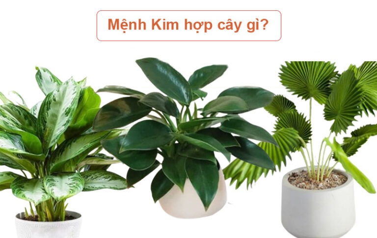 cây để bàn làm việc hợp mệnh kim