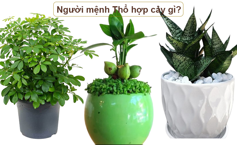 cây đê bàn làm việc hợp mệnh thổ