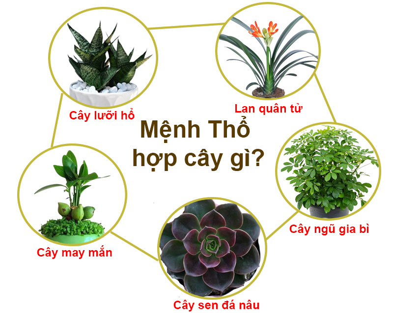 cây để bàn dành cho người hợp mệnh kim