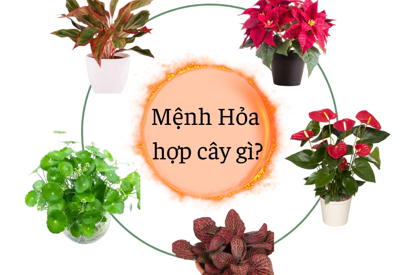 cây hợp mệnh hỏa