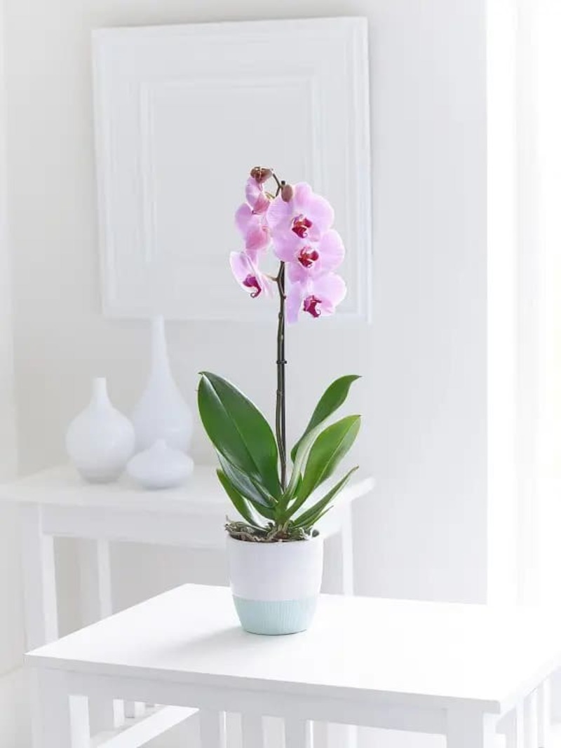 Mệnh thổ hợp cây gì để bàn làm việc