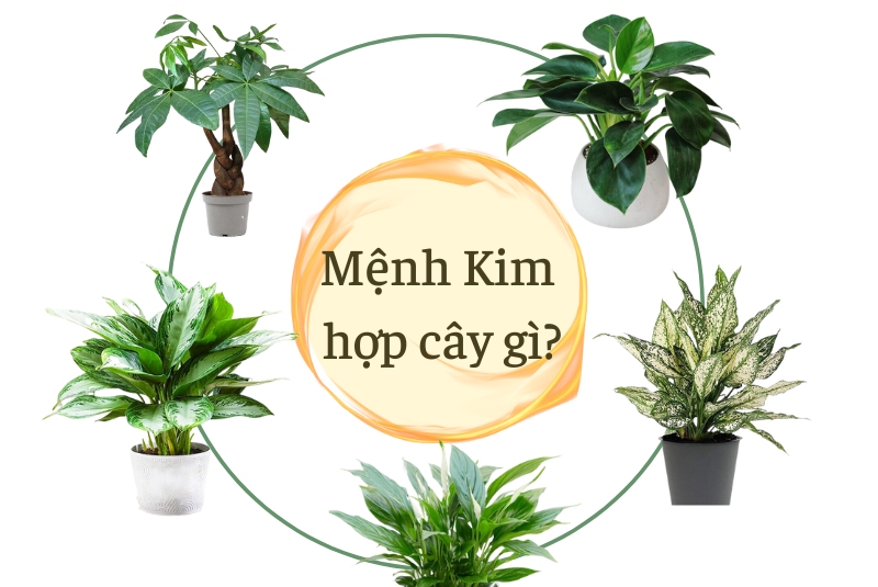 mệnh kim hợp cây gì