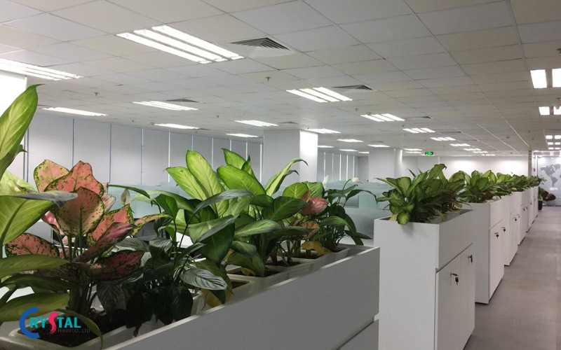 Cây giúp thanh lọc không khí trong văn phòng tài chính