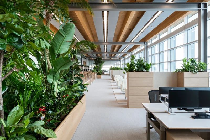 Vật liệu gỗ tự nhiên kết hợp ánh sáng tự nhiên - công thức kinh điển của Biophilic design (Nguồn: Internet)